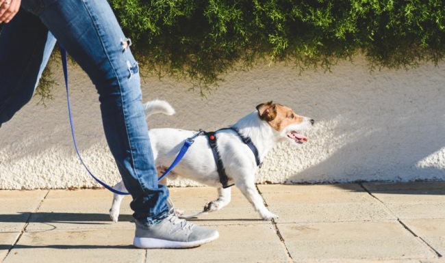 Love Where You Lease a person walking a dog